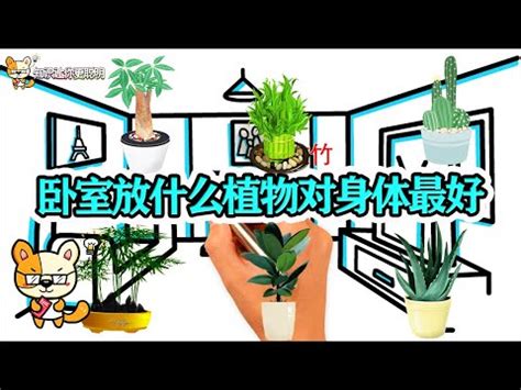 房間可以放花嗎|為什麼房間不能放花？室內花卉永生花風水禁忌，一次。